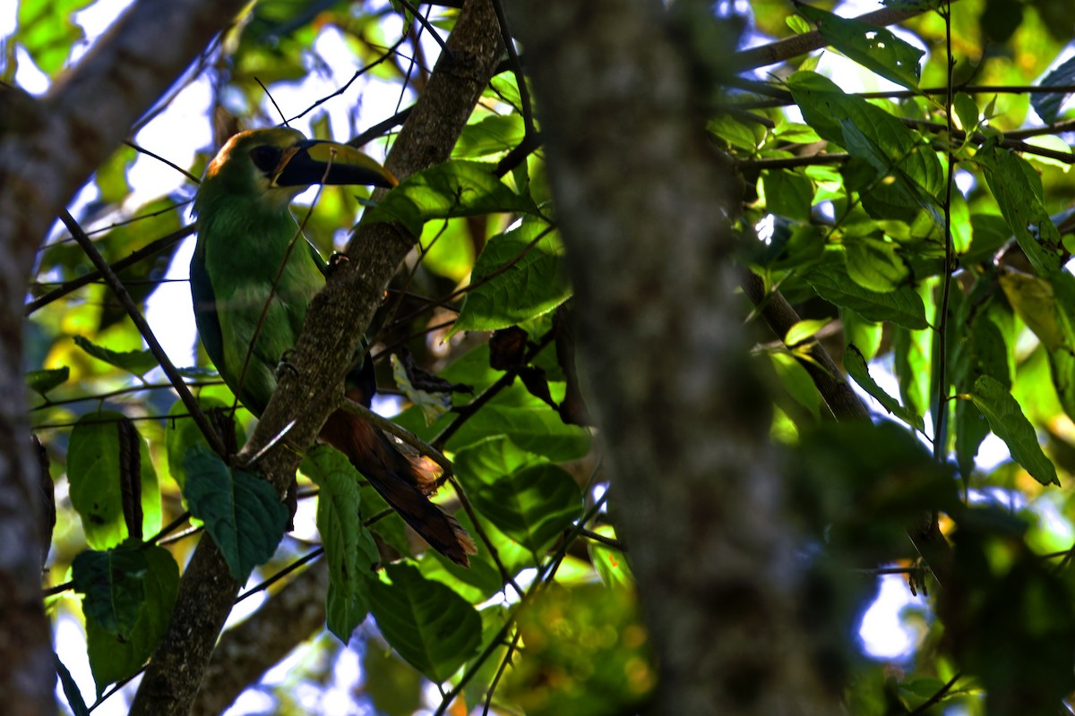 Northern Emerald-Toucanet (Wagler's) - Doug  Ward