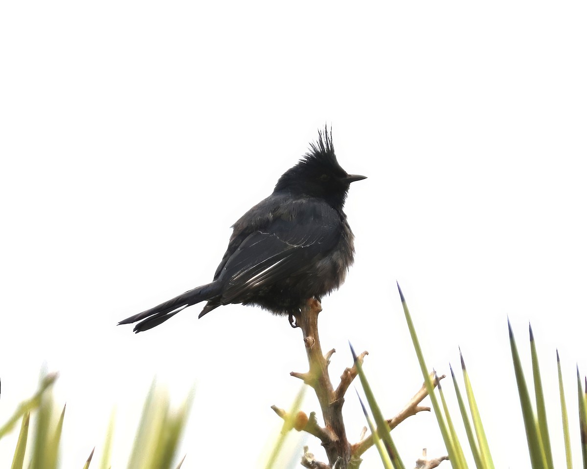 Phainopepla - David Ekdahl