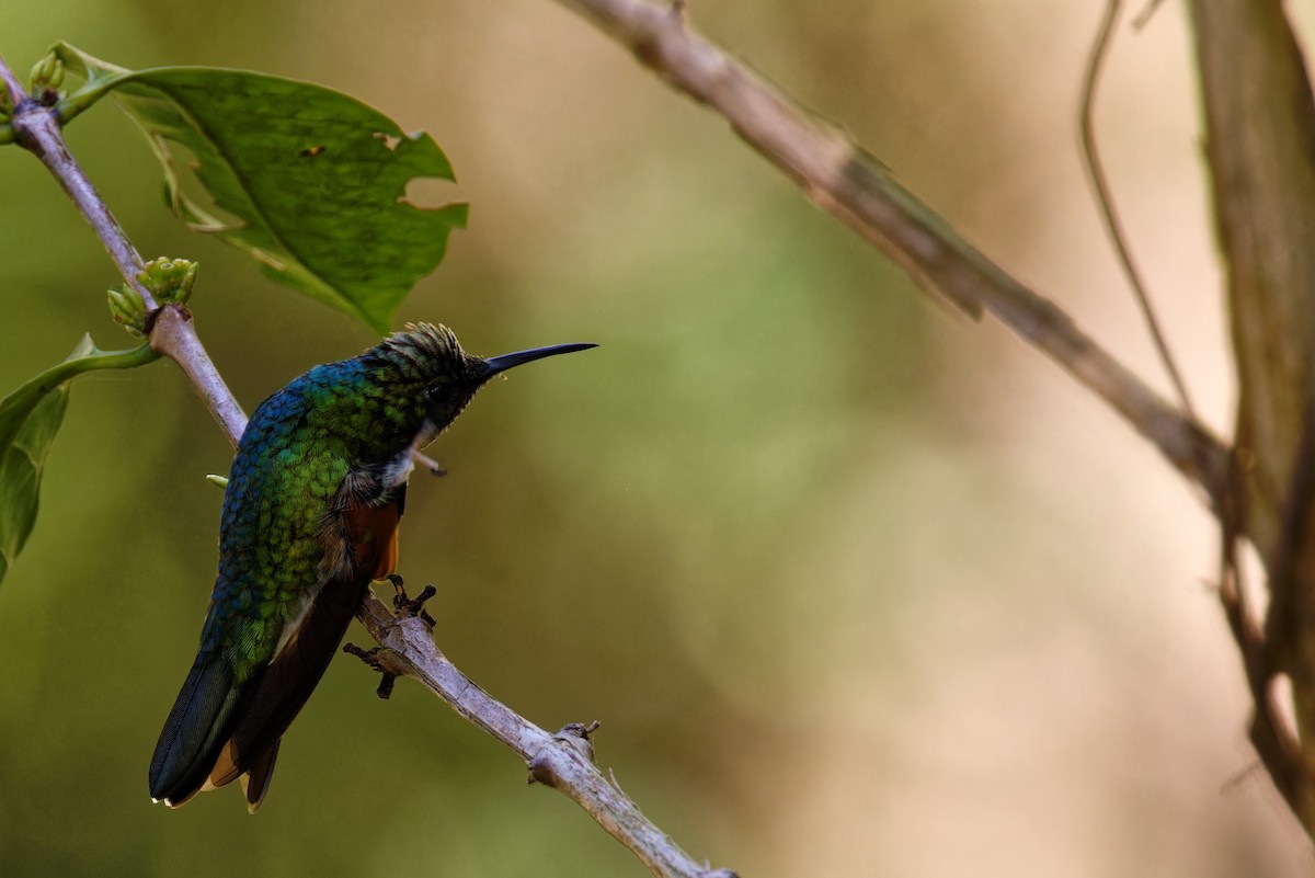 Blue-capped Hummingbird - ML616596681