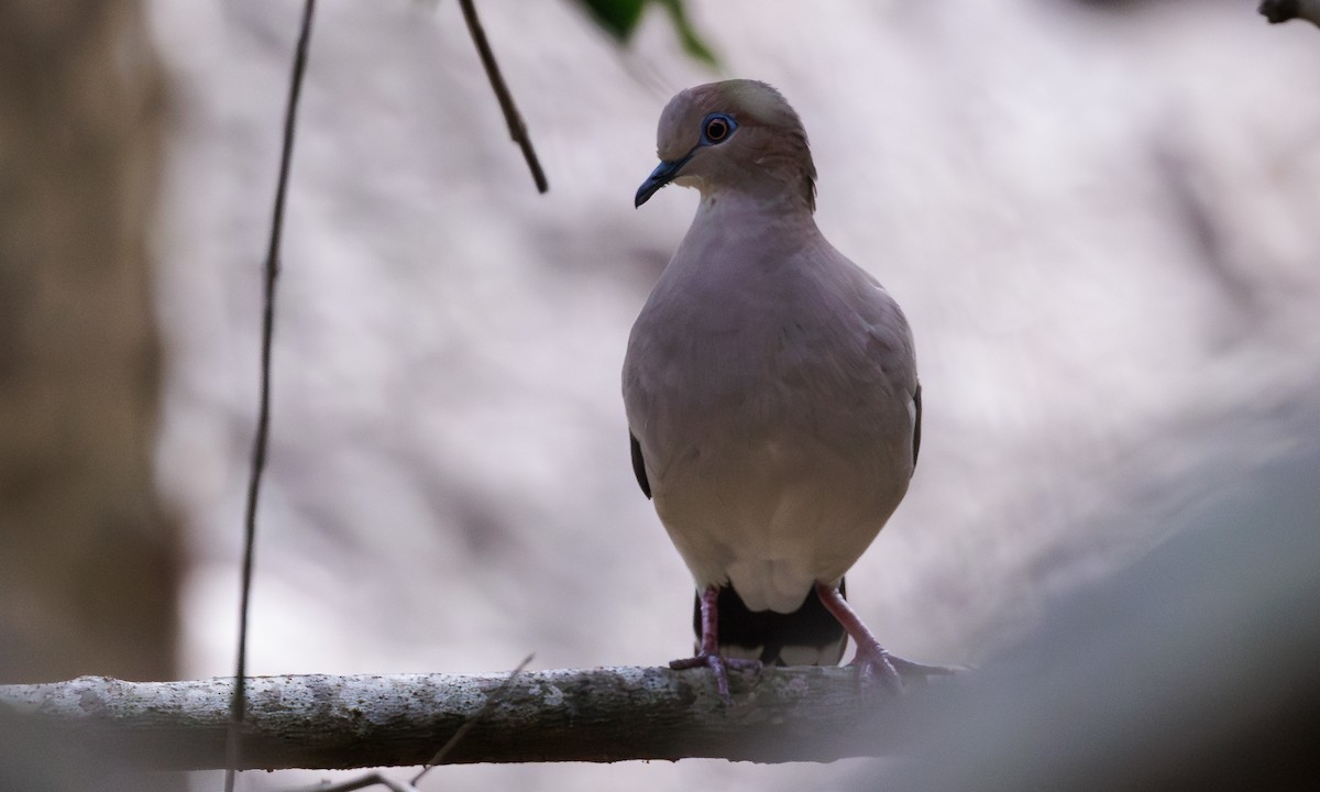 White-tipped Dove - ML616596713