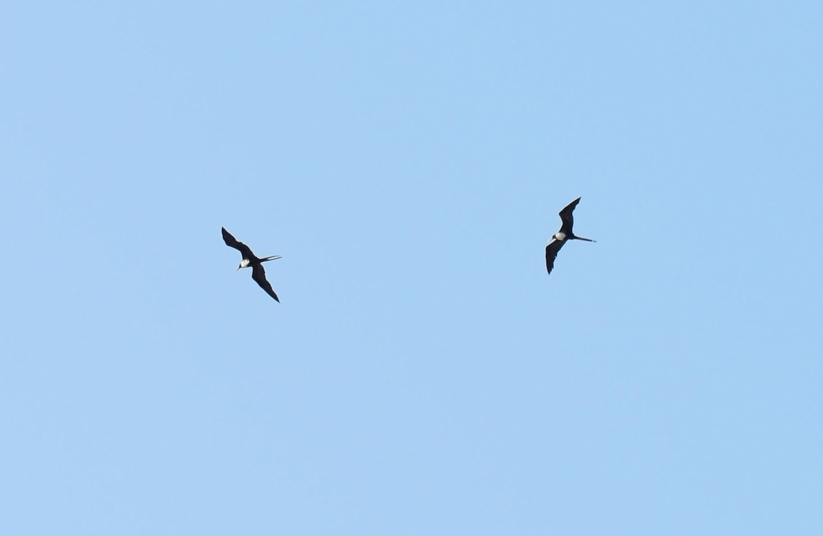 Magnificent Frigatebird - ML616596739