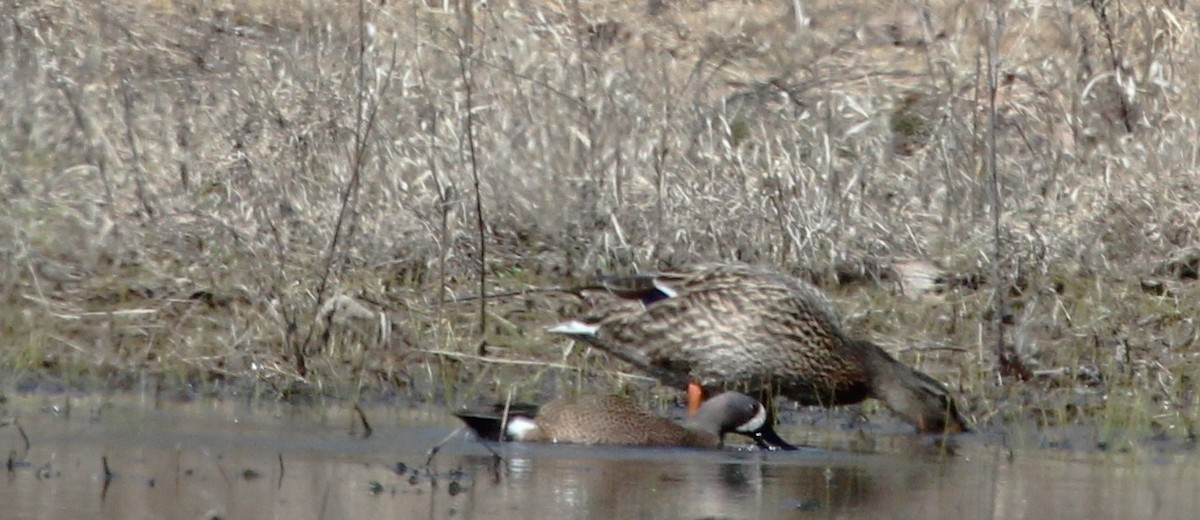 blåvingeand - ML616596749