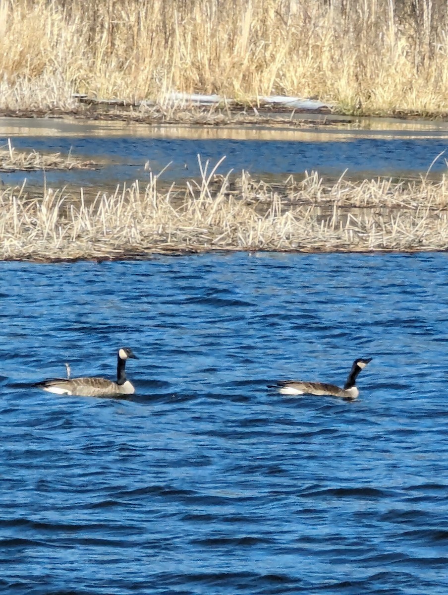 Canada Goose - ML616596751