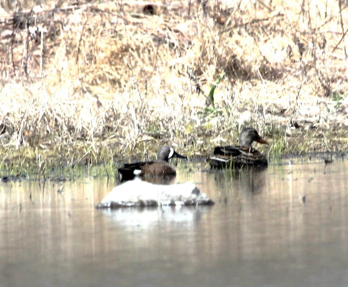 Blue-winged Teal - ML616596819