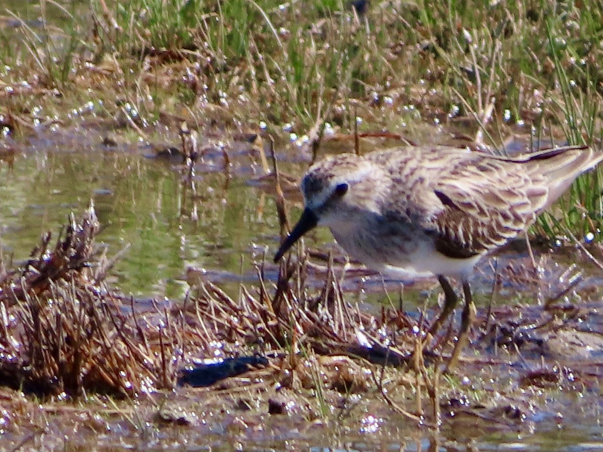 Wiesenstrandläufer - ML616596846