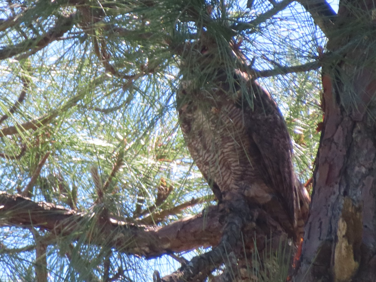 Great Horned Owl - ML616596878