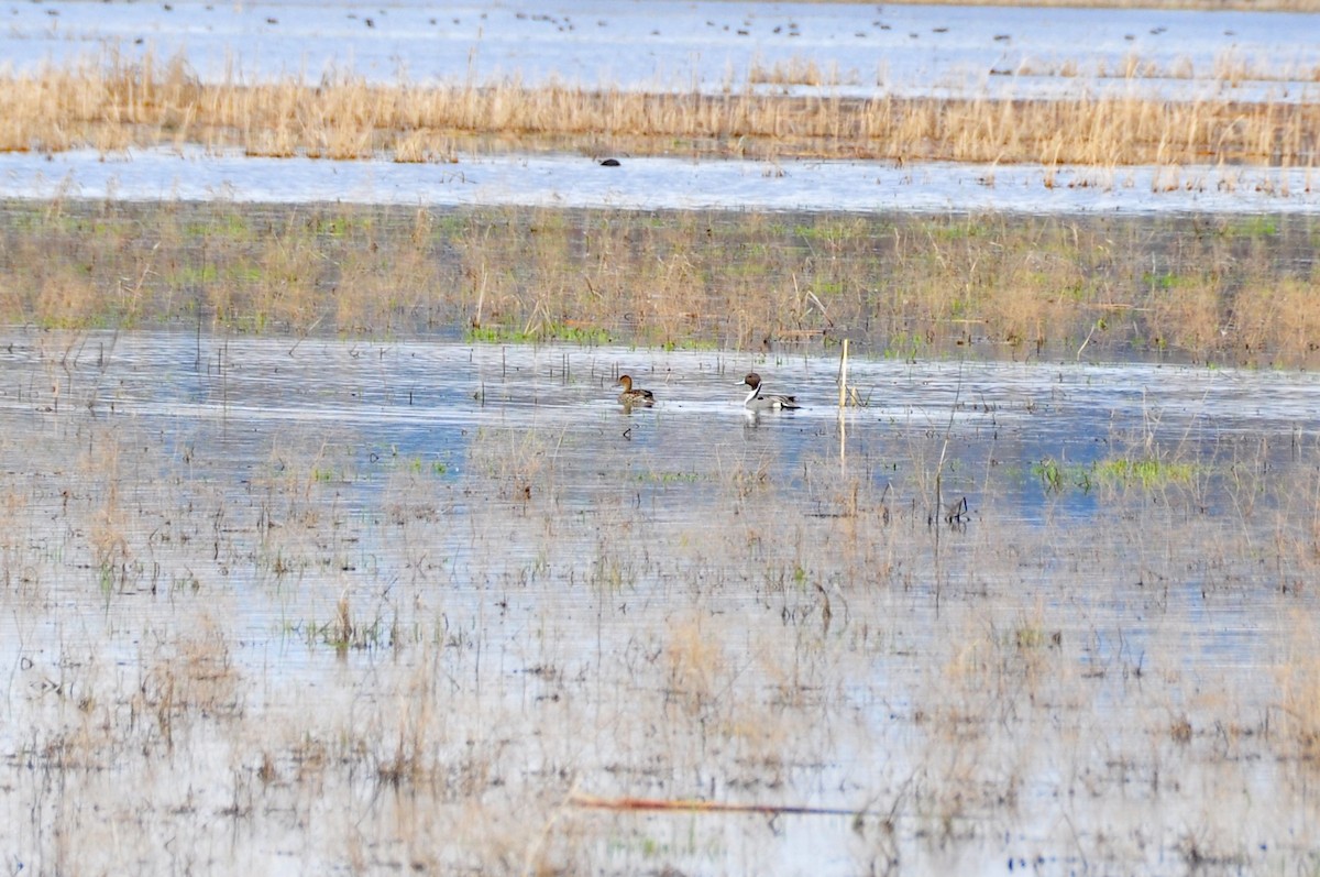 Northern Pintail - ML616596905