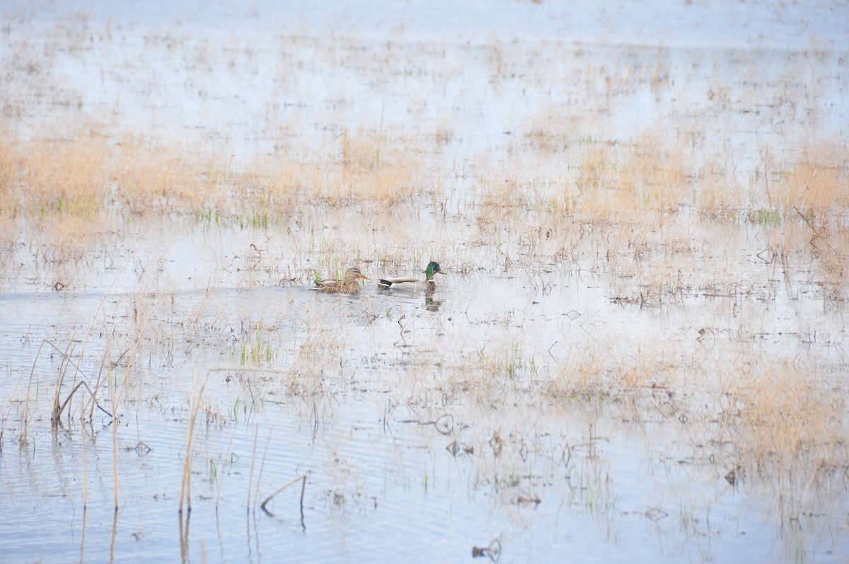 Canard colvert - ML616596910