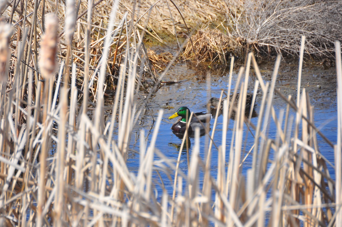 Canard colvert - ML616596914