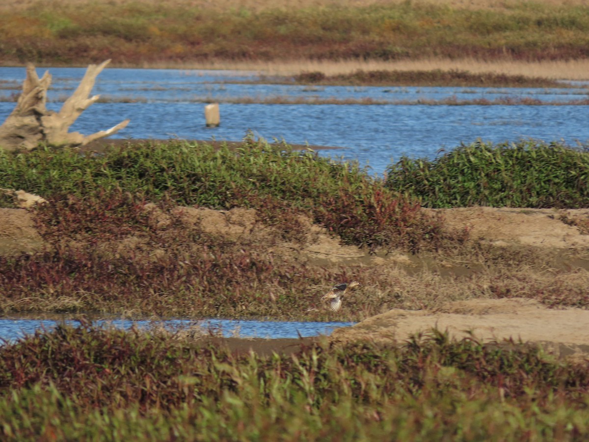 Blue-winged Teal - ML616596941