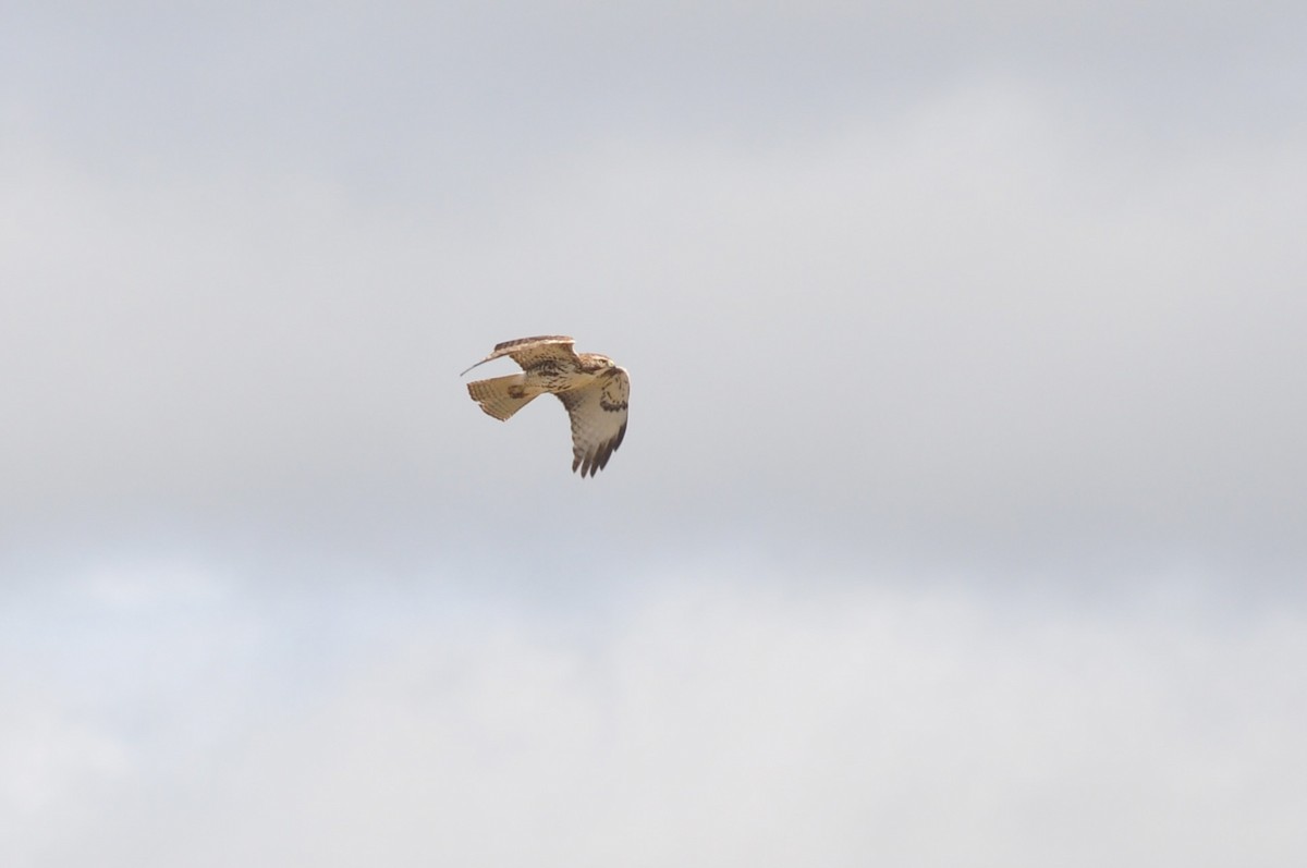 Red-tailed Hawk - ML616596947