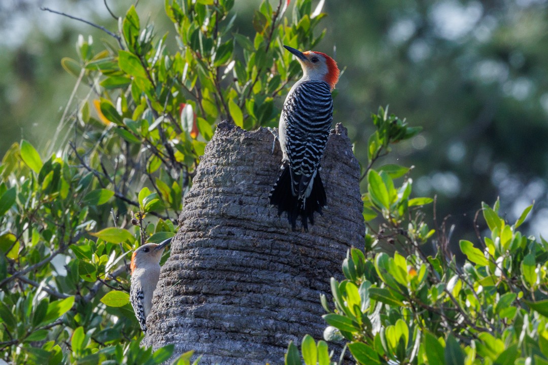Red-bellied Woodpecker - ML616596965