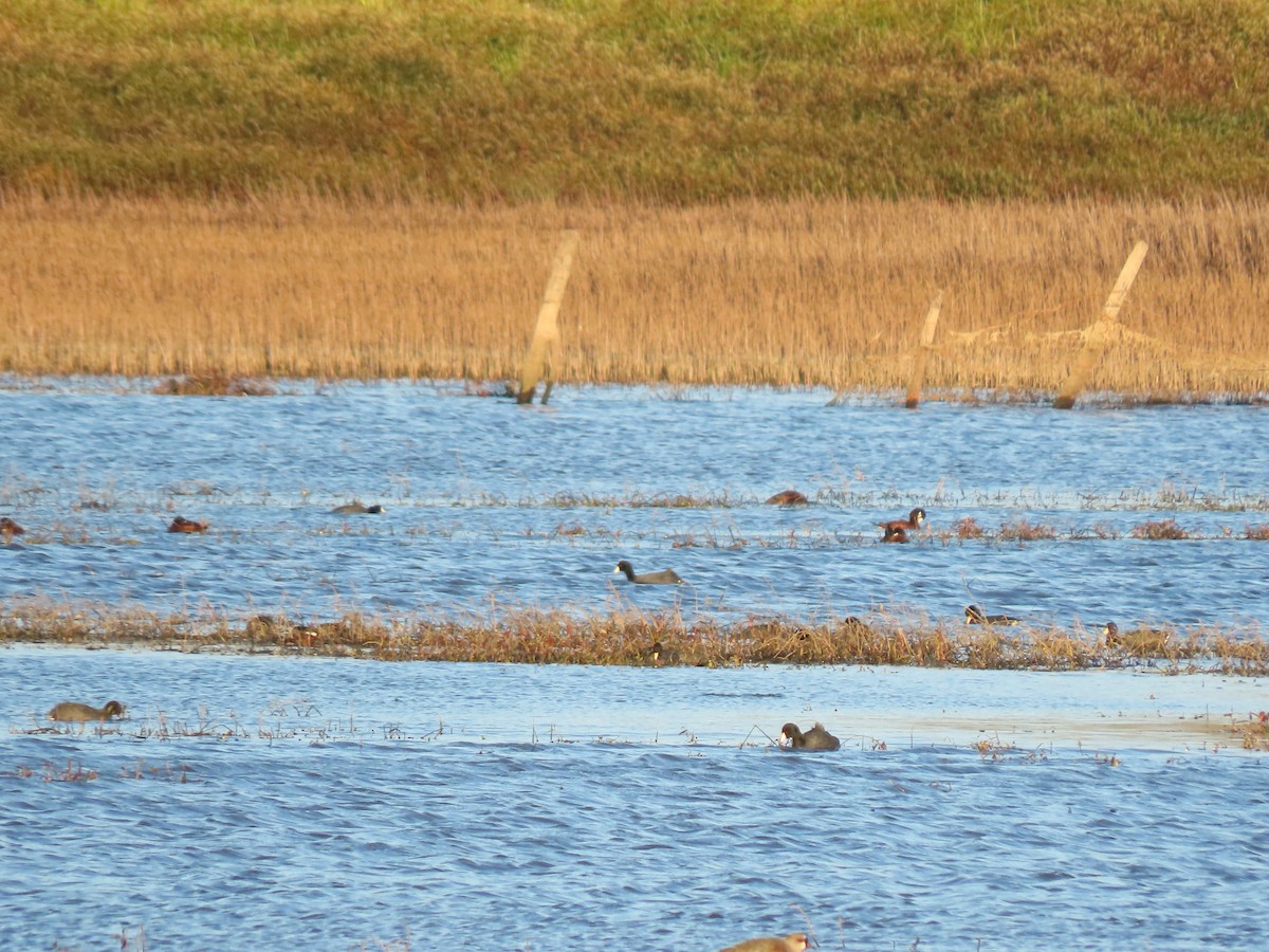 Andean Duck - ML616597009