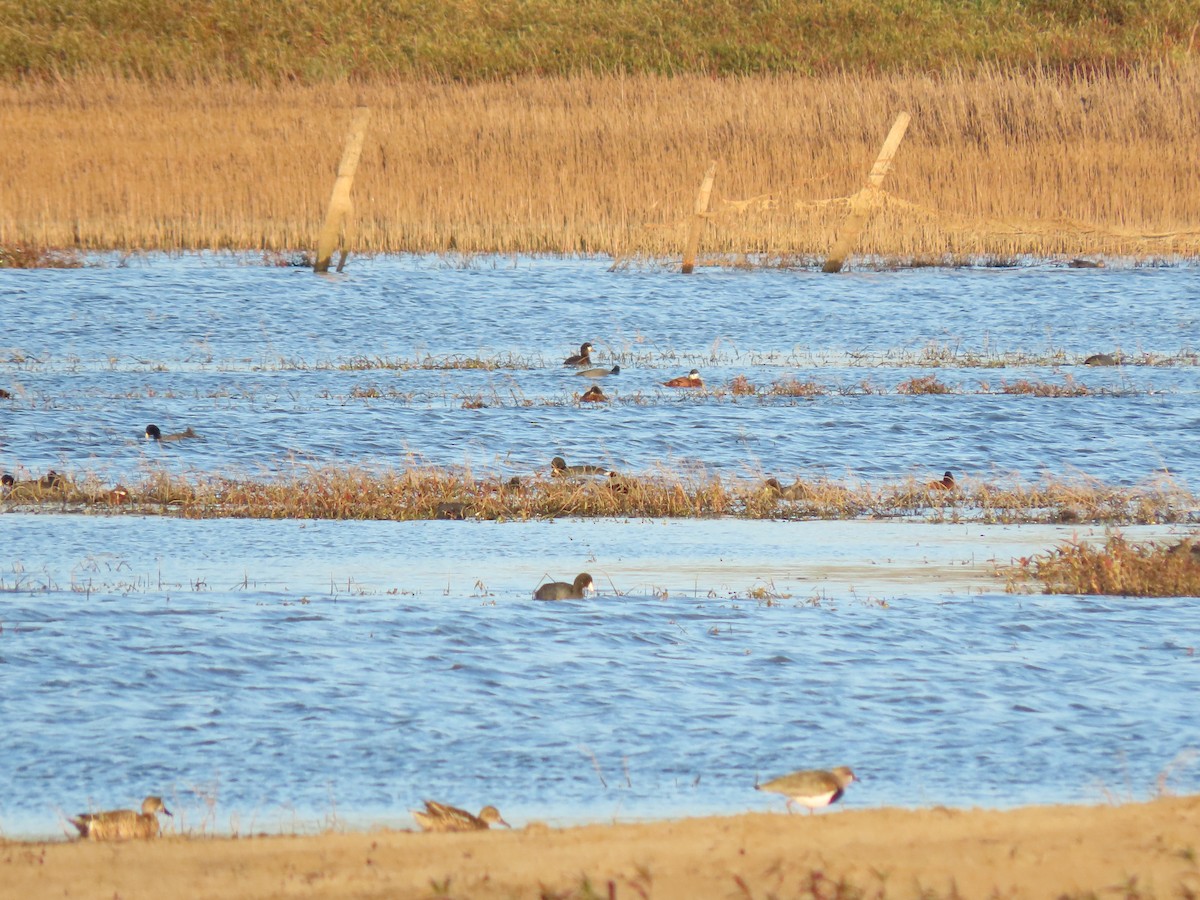 Andean Duck - ML616597010