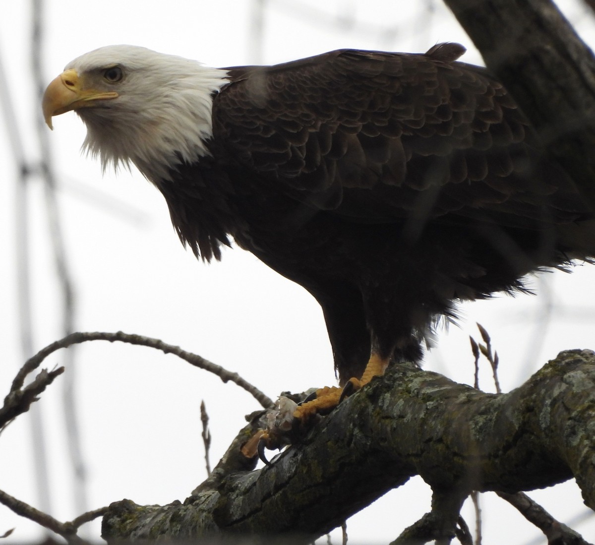 Weißkopf-Seeadler - ML616597040