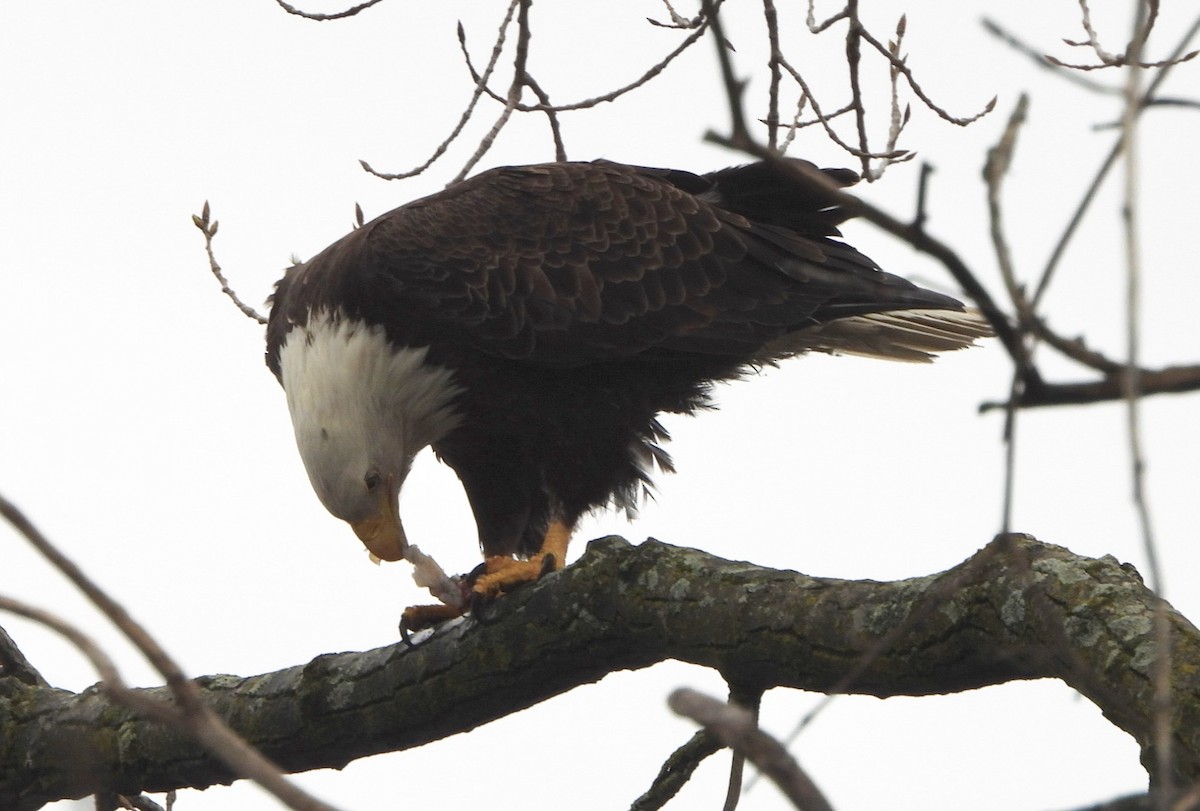 Weißkopf-Seeadler - ML616597041