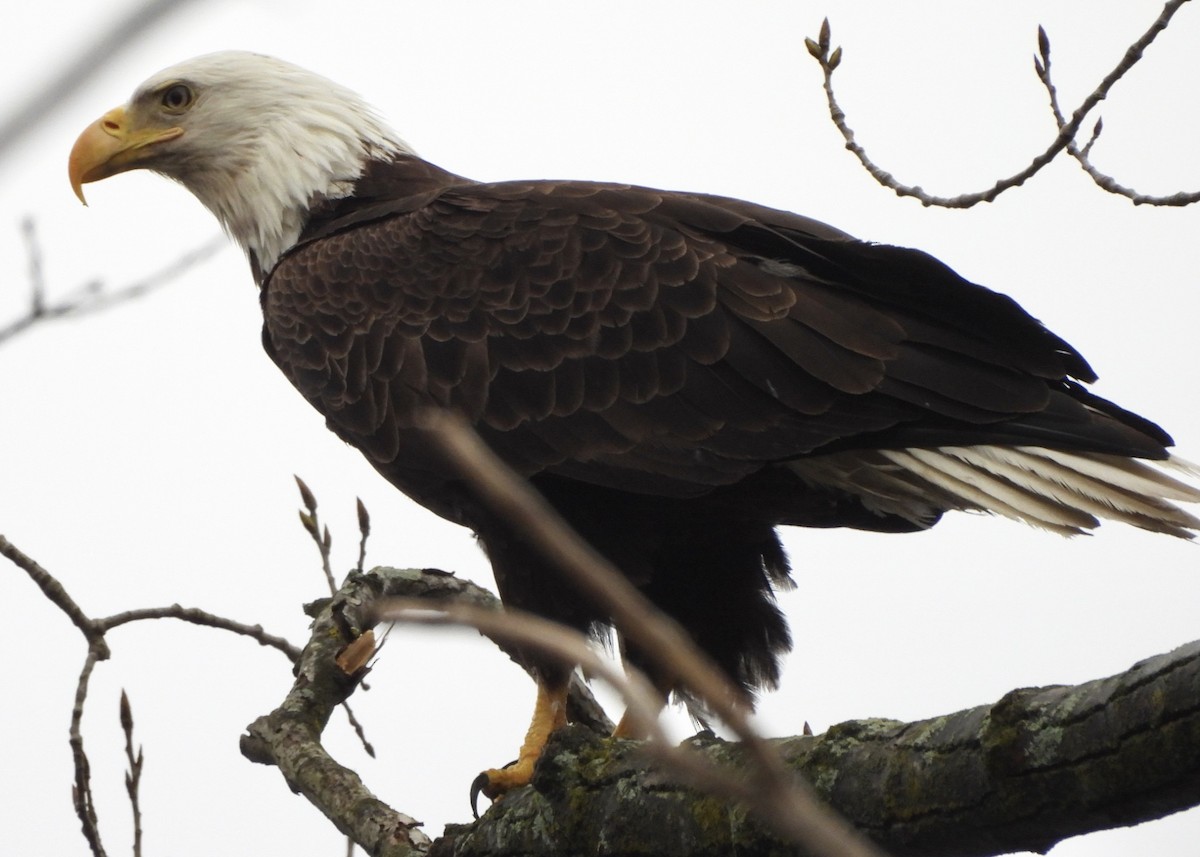 Weißkopf-Seeadler - ML616597042