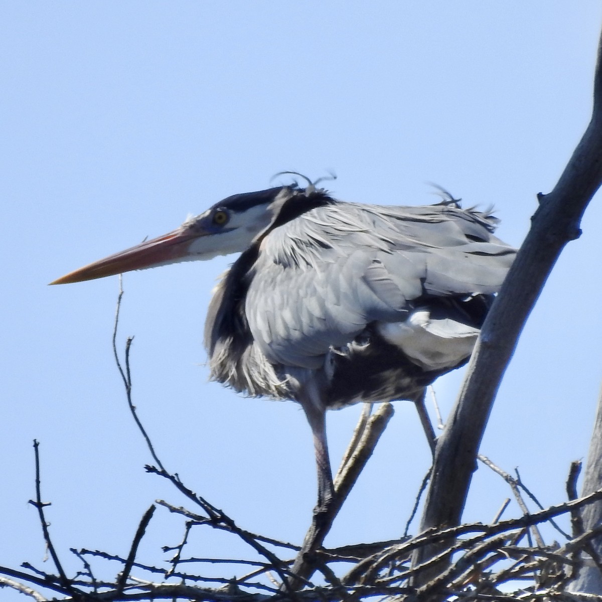 Great Blue Heron - ML616597047