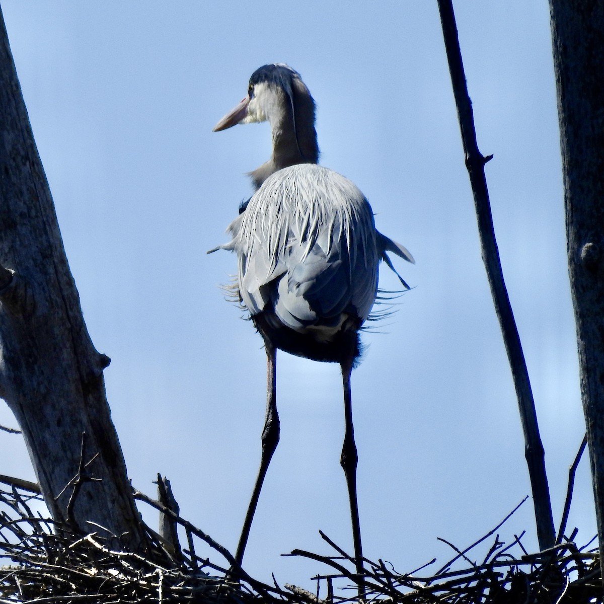 Great Blue Heron - ML616597048