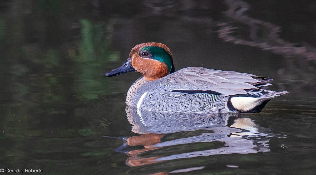 Green-winged Teal - ML616597077