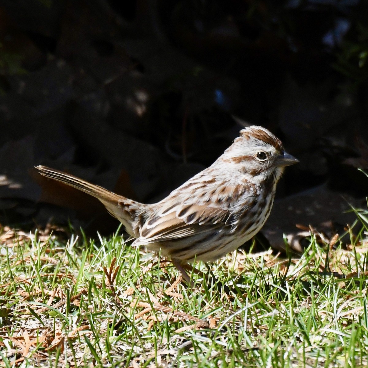 Song Sparrow - ML616597081