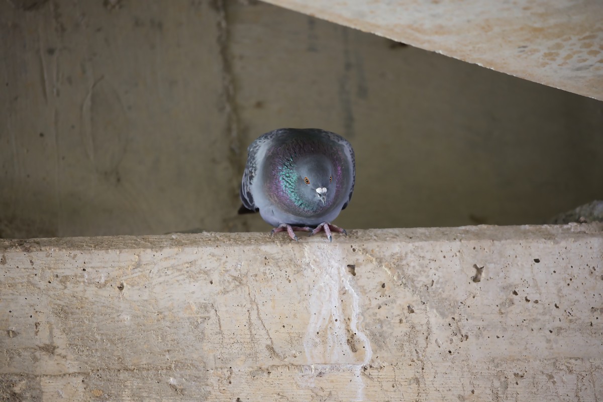 Rock Pigeon (Feral Pigeon) - ML616597094