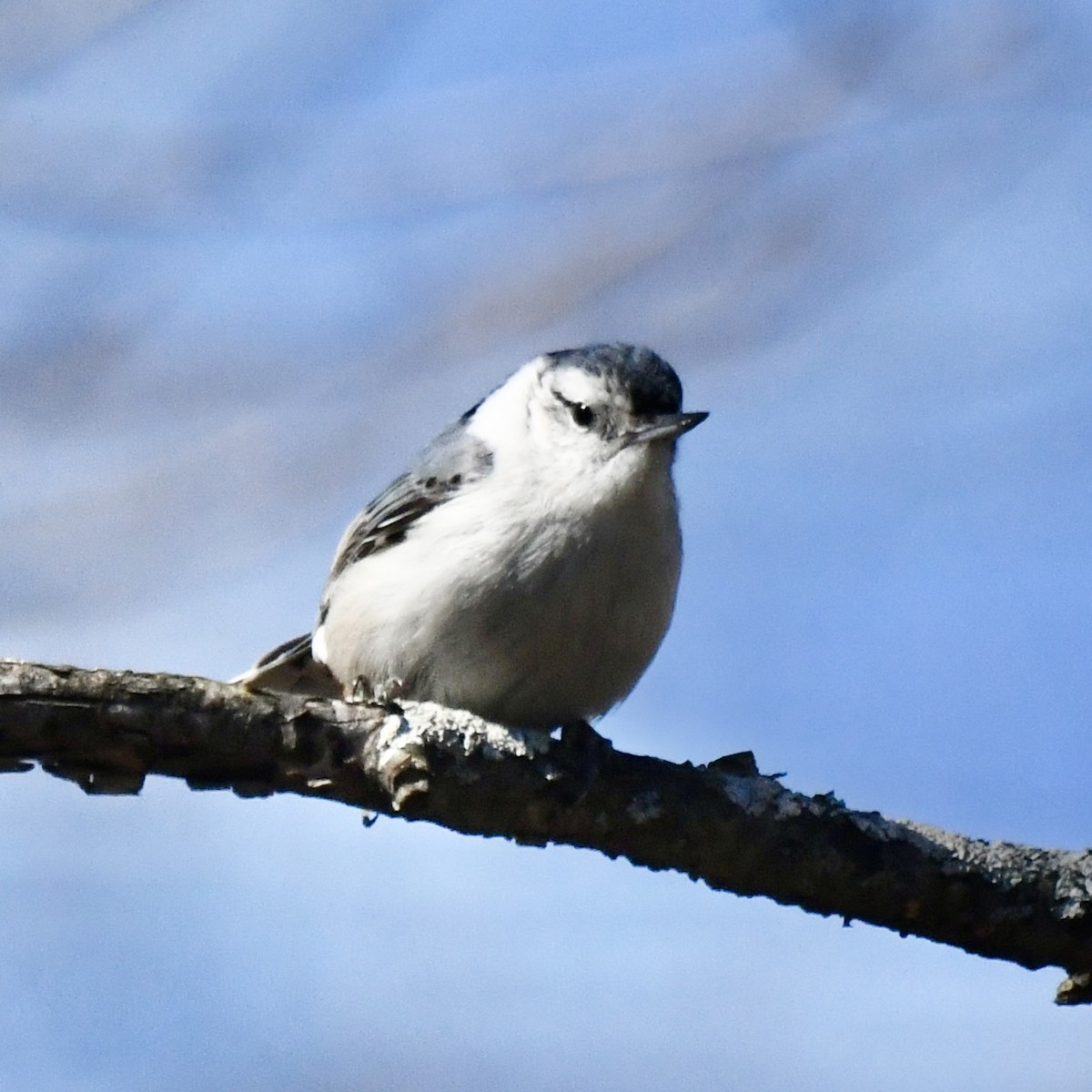 White-breasted Nuthatch - Michael Hatton