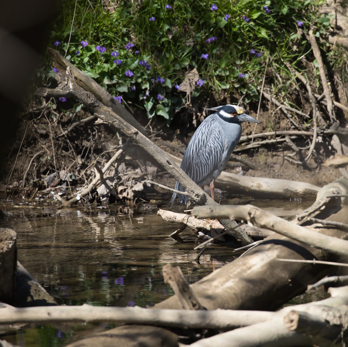 Yellow-crowned Night Heron - ML616597116