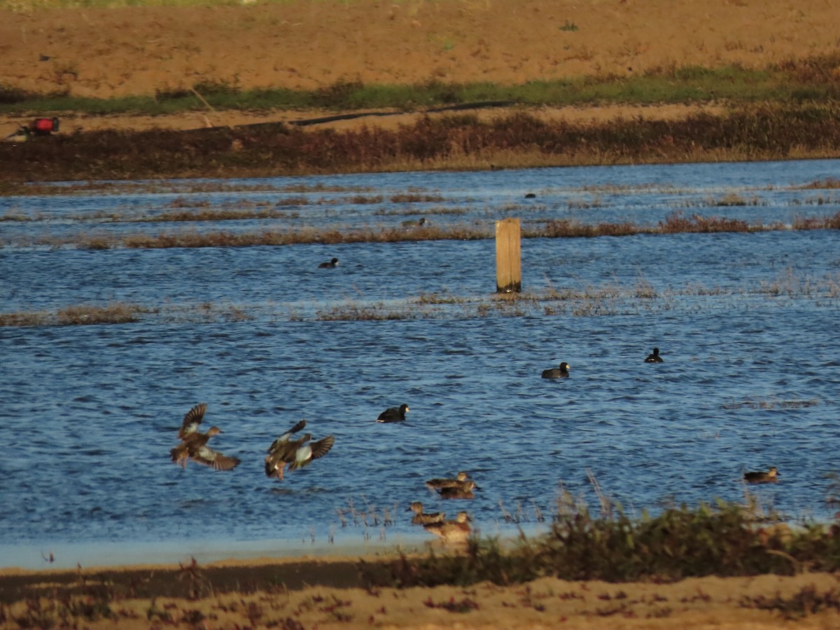 Blue-winged Teal - Cristian Cufiño