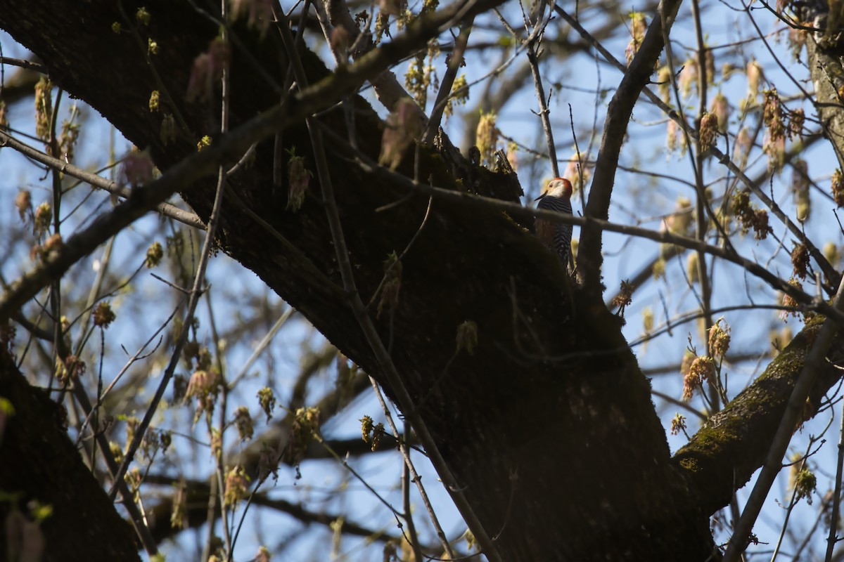 Red-bellied Woodpecker - ML616597128