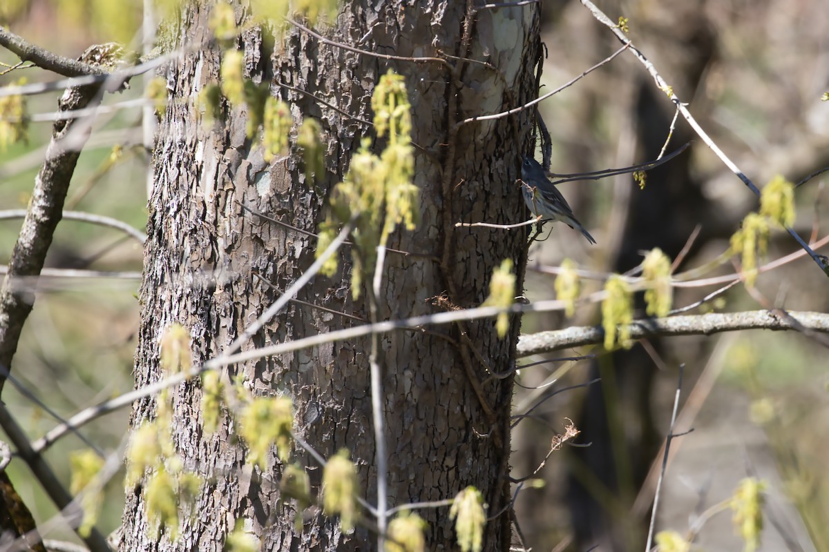 Yellow-rumped Warbler - ML616597163