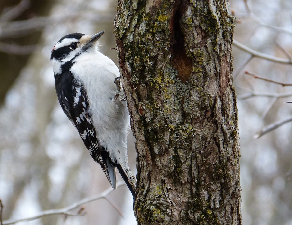 Downy Woodpecker - Rénald St-Onge