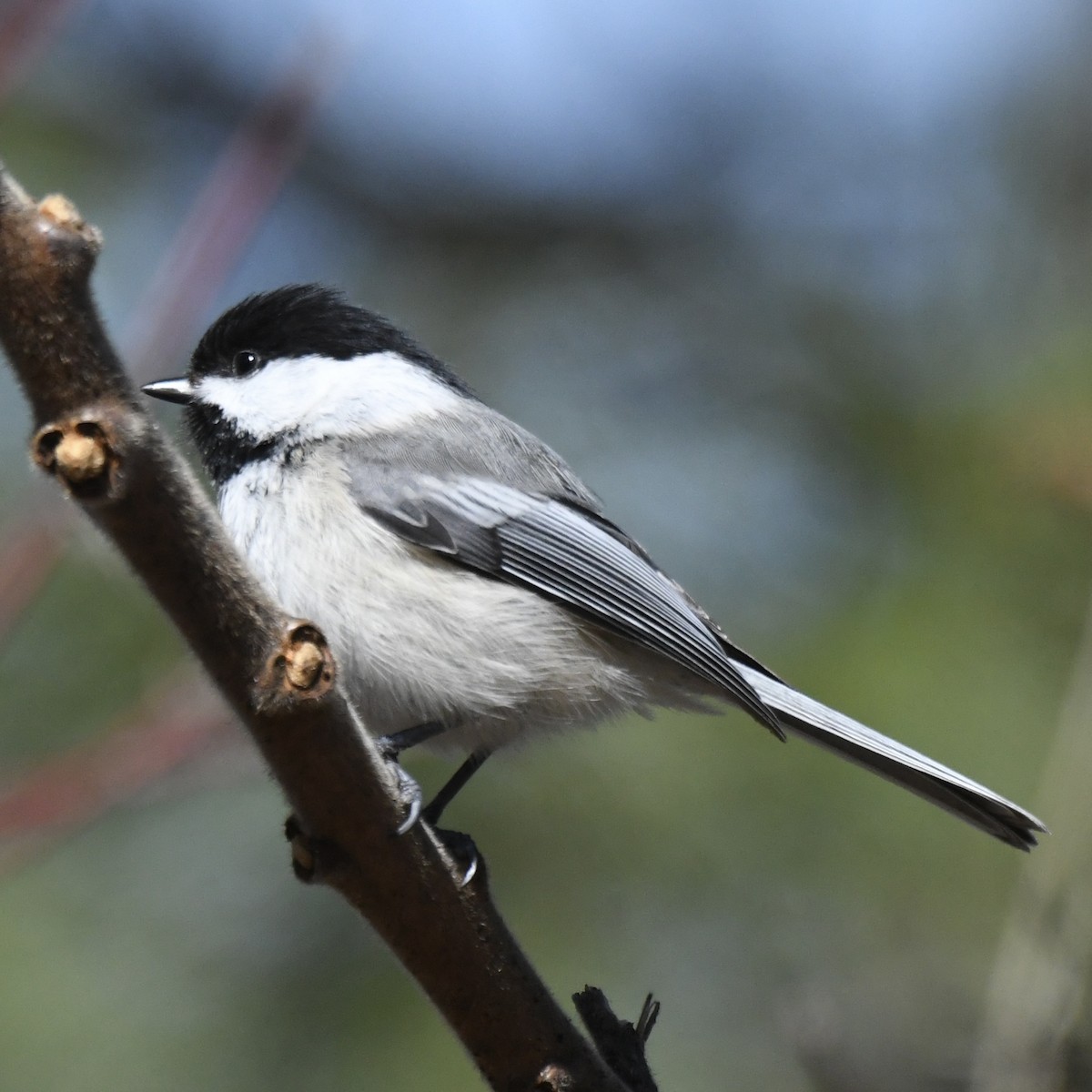 Mésange à tête noire - ML616597185