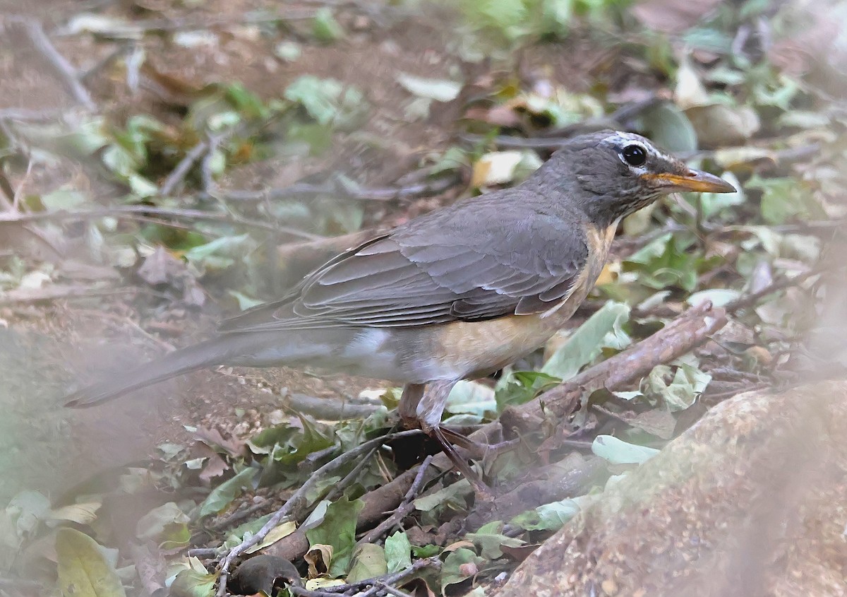 American Robin (San Lucas) - ML616597195