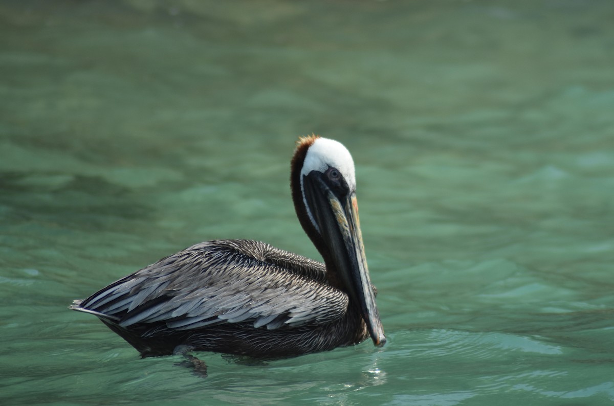 Brown Pelican - ML616597222