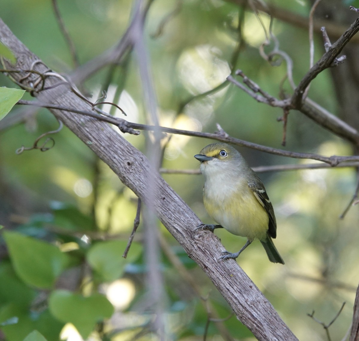 White-eyed Vireo - Sherry Mason