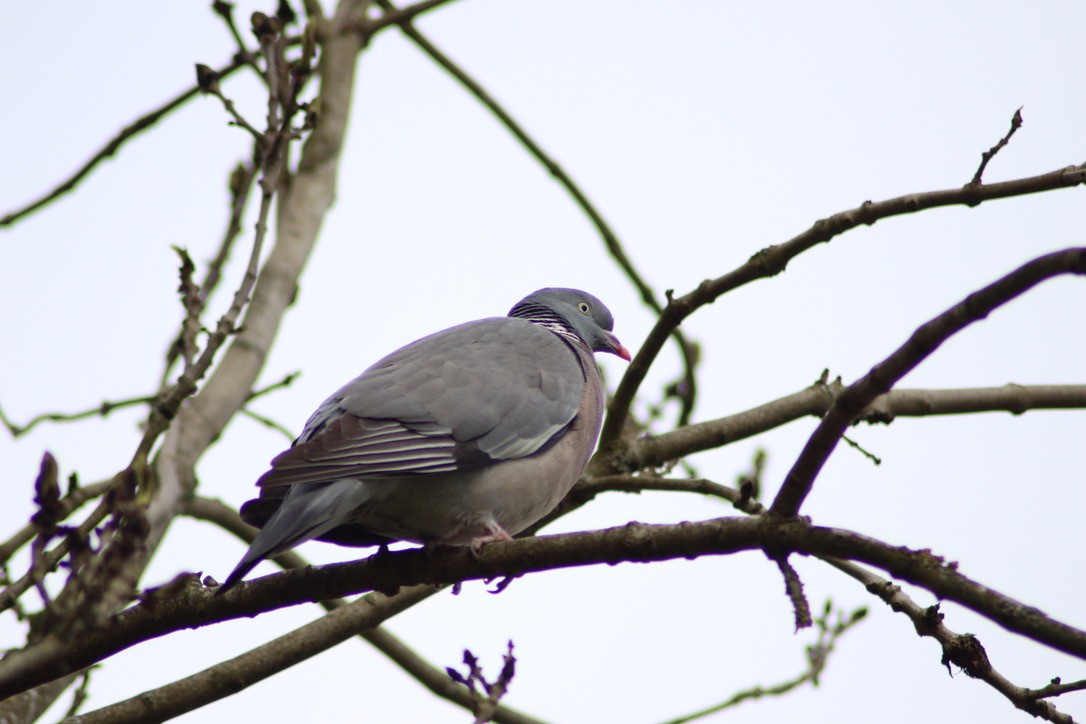 Common Wood-Pigeon - M. Leo