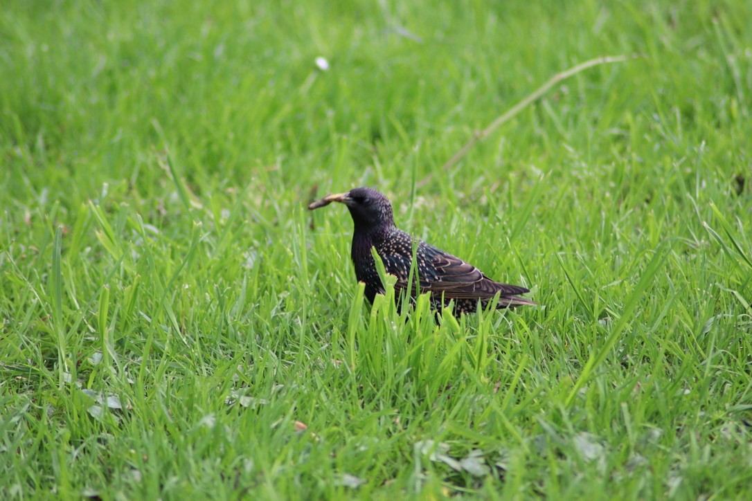 European Starling - ML616597359