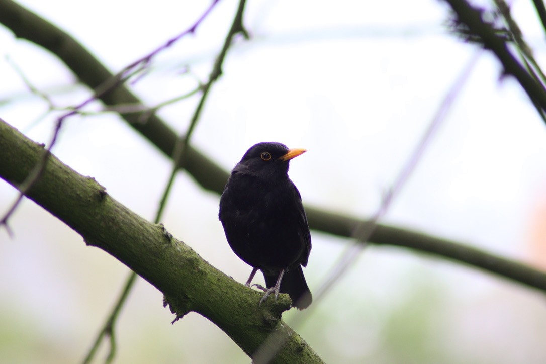 Eurasian Blackbird - ML616597364