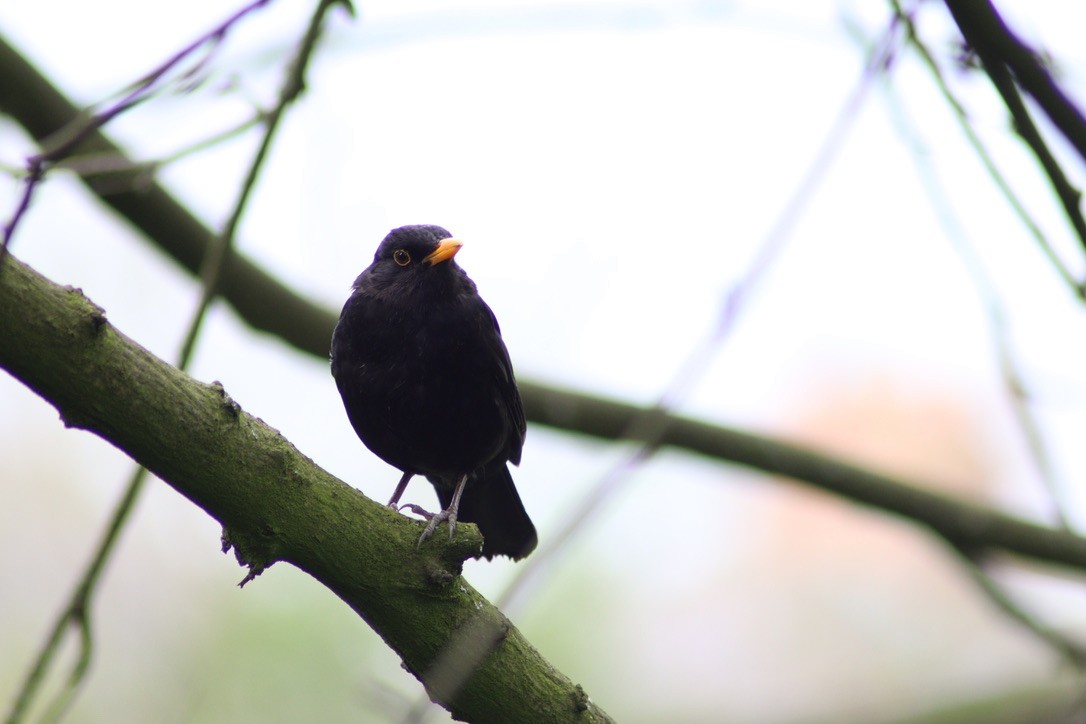 Eurasian Blackbird - ML616597365