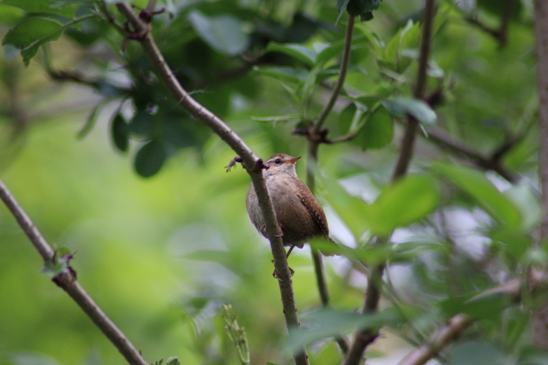 Eurasian Wren - ML616597368