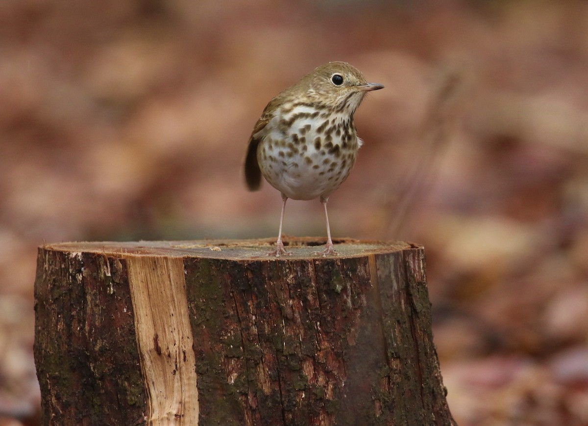 Hermit Thrush - ML616597369