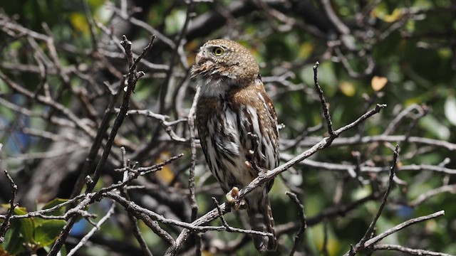 Northern Pygmy-Owl (Mountain) - ML616597370