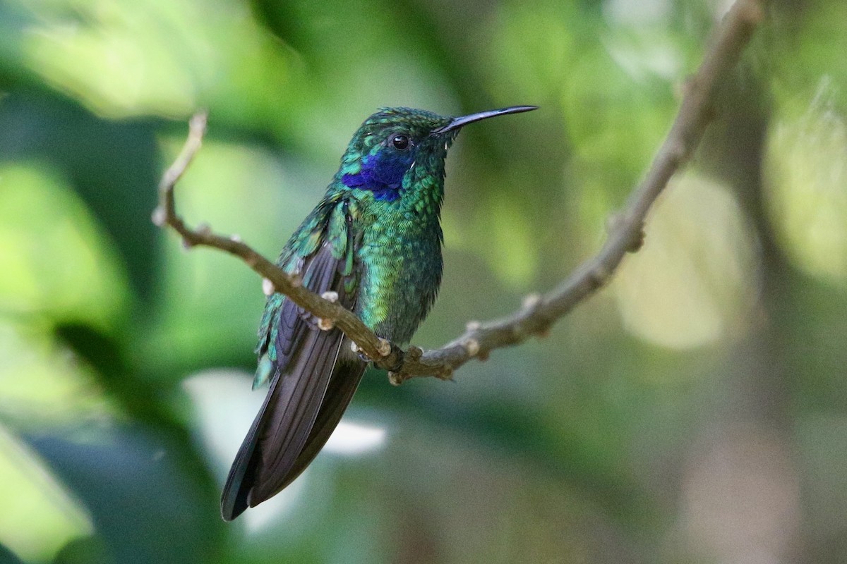 kolibřík modrouchý - ML616597391