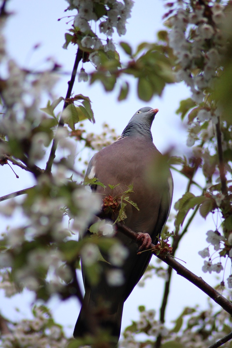 Common Wood-Pigeon - M. Leo