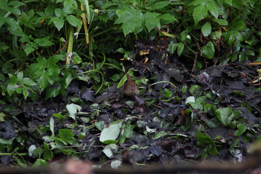 Eurasian Wren - ML616597415