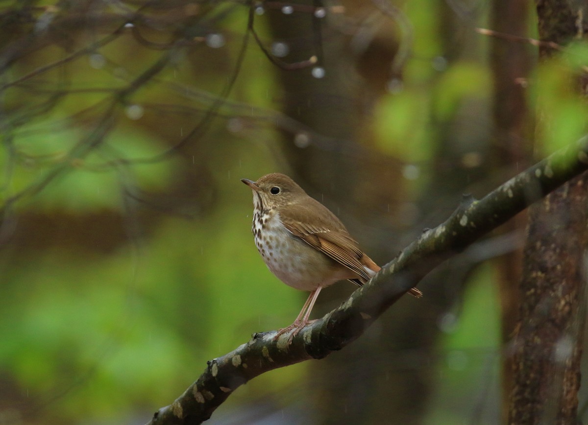 Hermit Thrush - ML616597417