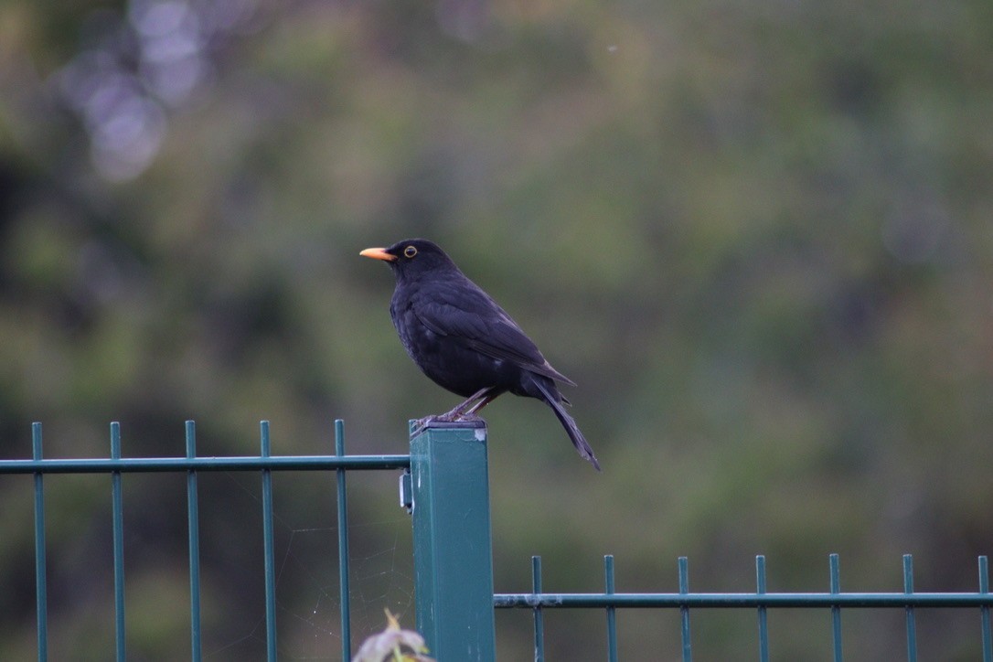 Eurasian Blackbird - ML616597419