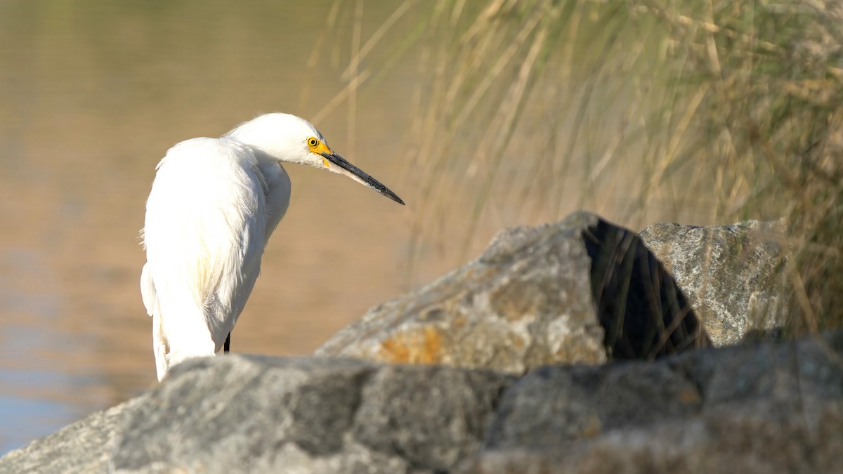 Snowy Egret - ML616597431