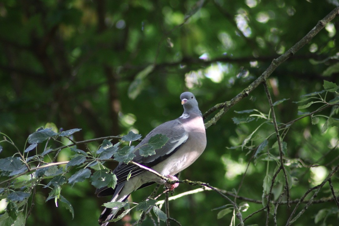 Common Wood-Pigeon - M. Leo